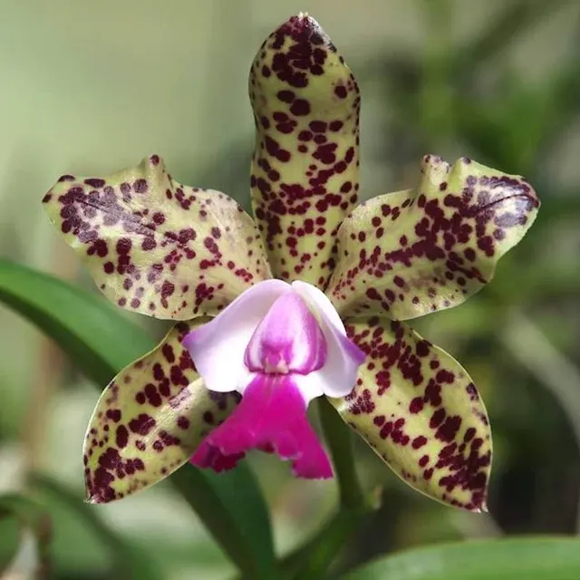 Rhyncholaeliocattleya Yuan Dung Python *parfumata 'Passion Fruit'