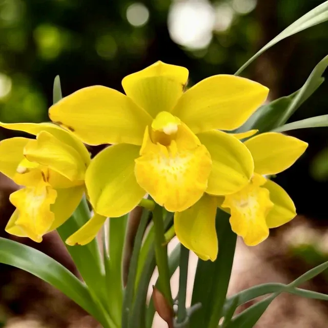 Cymbidium Kusuda Fantasy Parfumata