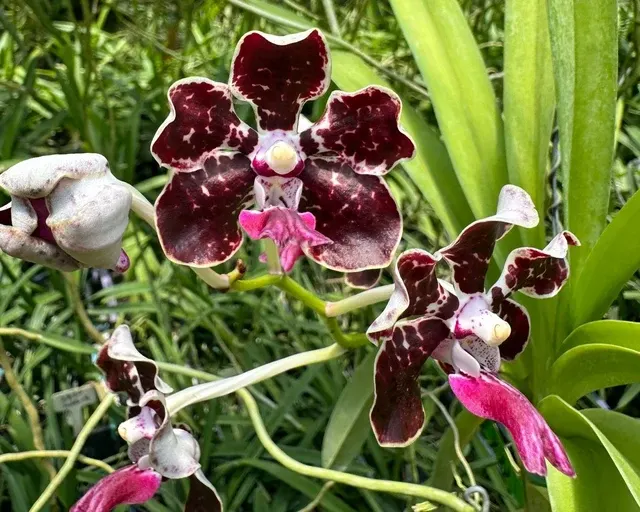 Papilionanda Motes Island Spice (Papilionanda)