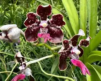Papilionanda Motes Island Spice