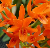 C. aurantiaca 'Spring of '81'