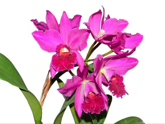 Rhyncholaeliocattleya Ximenita Vintimilla (Rhyncholaeliocattleya)
