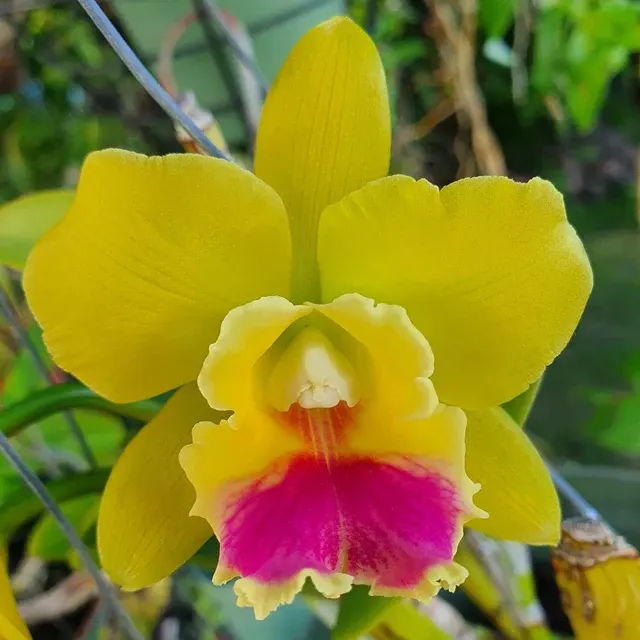 Rth Lemon Drop 'NN' (Rhyncattleanthe)