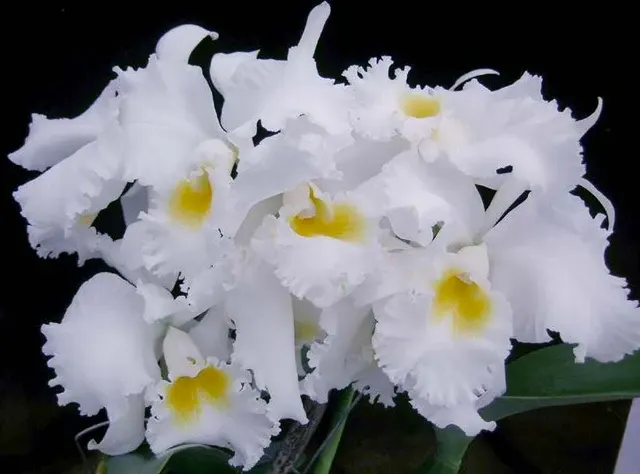 Cattleya Orchid Bob Betts ‘White Lightning’