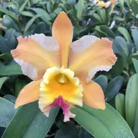 Blc. Andy Urasaki 'Orange Flash'