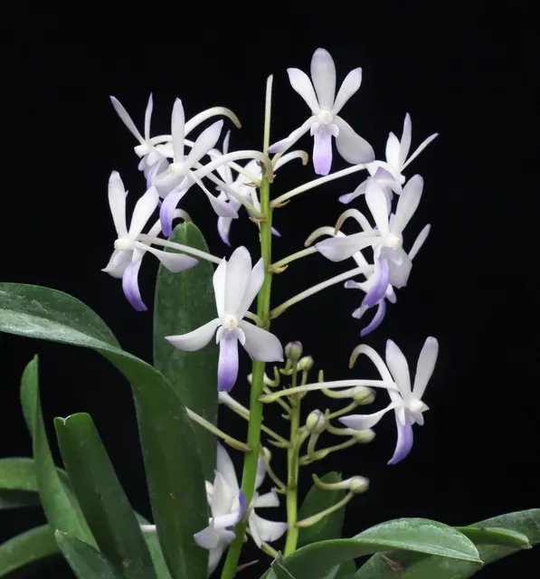 Vandachostylis Lou Sneary 'Star Bright' (Vandachostylis)