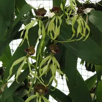 Anacheilium cochleatum — BS in 3.25" pot