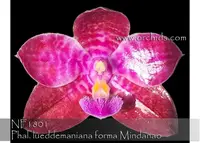 Phal. lueddemaniana forma Mindanao ', note : only 4 available. ' (lueddemaniana 'Jiaho Red Star ' AM/AOS , CCE/AOS x self)