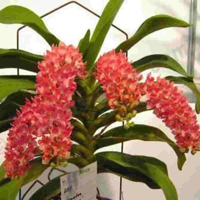 Rhyncostylis gigantea var peach (Rhynchostylis)
