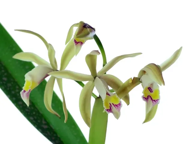 Cattleya iricolor f xanthina (Cattleya)