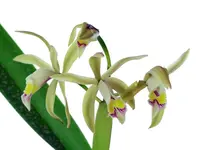 Cattleya iricolor f. xanthina