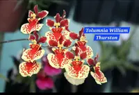 Tolumnia 4 Orchid