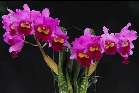 Brassolaeliocattleya Taichung Beauty 'Quing Ming # 8' (Brassolaeliocattleya)