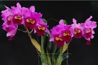 Blc. Taichung Beauty 'Quing Ming # 8' AM/AOS, Note: Limited' (Blc. Pamela Finney ' Victory' x Pot. Elegant Dancer)
