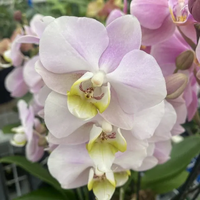 Phalaenopsis Angel Eye