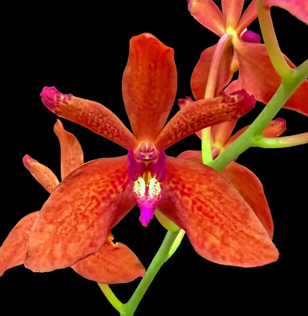 Renanthera Cristian Preciado 'Ruby' (Renanthera)