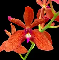 Renanthera Cristian Preciado 'Ruby'