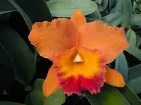 Pot. Hawaiian Thrill `Paradise' 2.5" Pot Mericlone Cattleya Orchid