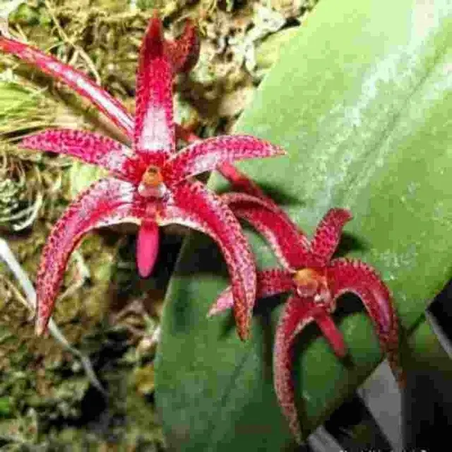 Bulbophyllum patens sp
