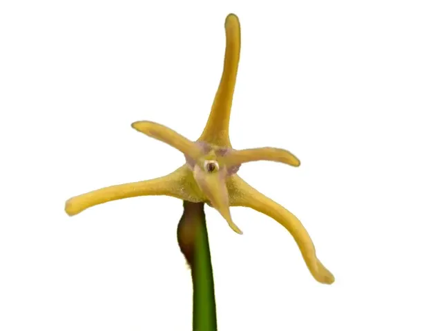 Maxillaria standleyi (Maxillaria)