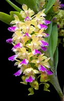 Aerides houlletiana