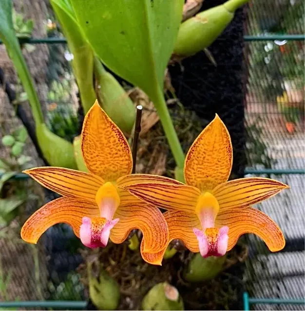 Bulbophyllum claptonense x vanvuurenii