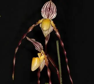 Paphiopedilum philippinense