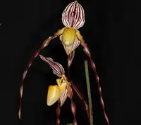 Paphiopedilum philippinense