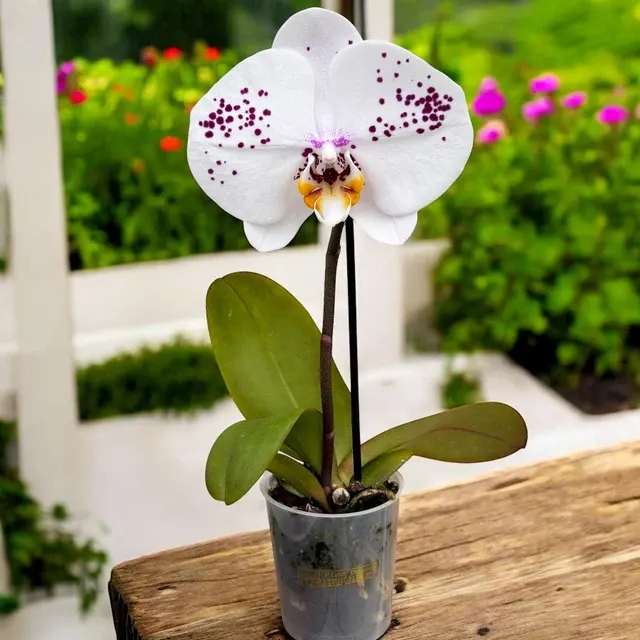 Phalaenopsis Singolo Owari - Floarea XXL
