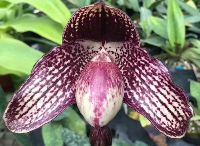 Paphiopedilum HUNG SHENG TANGO