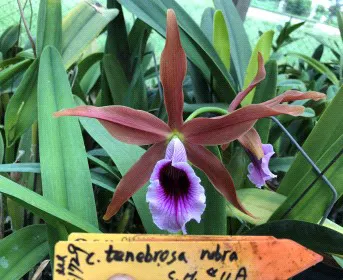 Cattleya tenebrosa '#11'