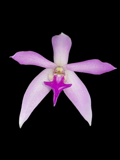 Leptotes politinocoi × sib