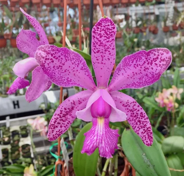 Cattleya Brabantiae