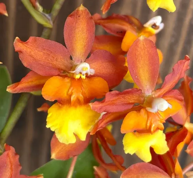Oncidopsis Volcano Midnight 'Volcano Queen' (Oncidopsis)