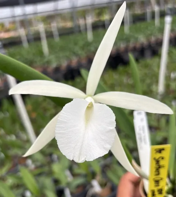 Brassocattleya Southern Cross (Brassocattleya)
