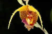 Scaphosepalum beluosum