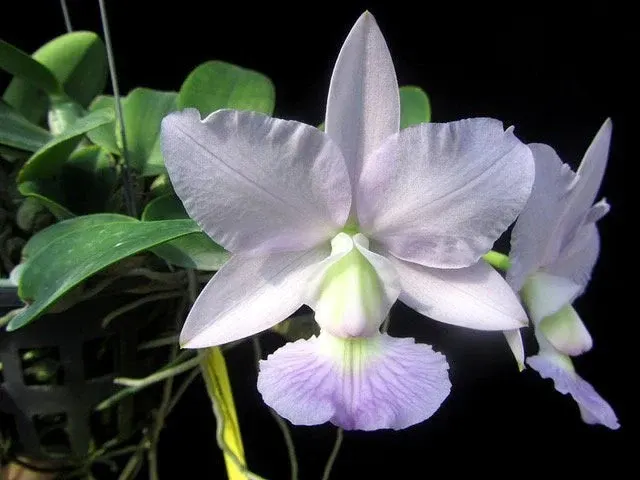 Cattleya Walkeriana Var. Coerulea