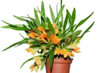 Dendrobium Jean Minet