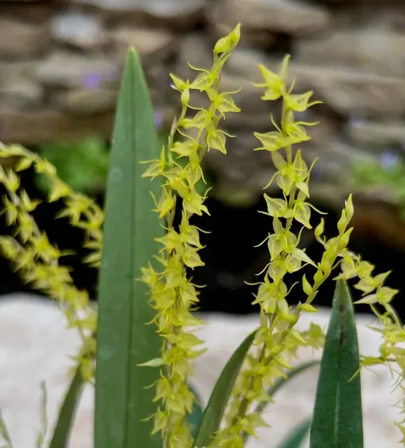 Pleurothallis taurus (Pleurothallis)