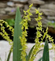 Pleurothallis taurus