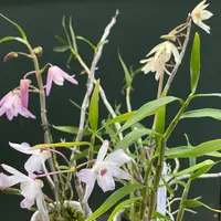 Dendrobium moniliforme hybrid