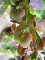 Epidendrum coriifolium