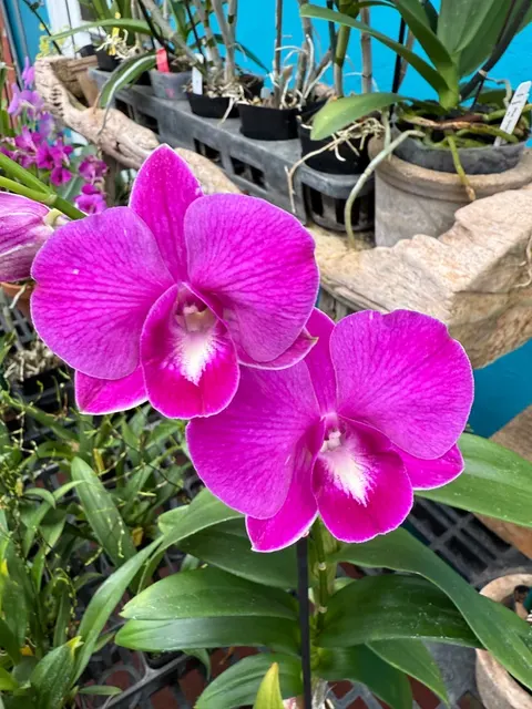 Dendrobium Burana Lucky Pearl Orchid (Dendrobium)