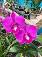 Dendrobium Burana Lucky Pearl orchid