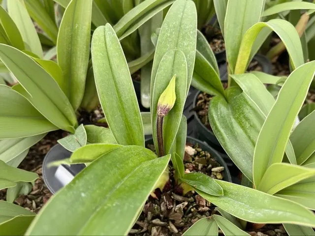 Paphiopedilum spp (Paphiopedilum)
