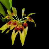 Bulbophyllum graveolens