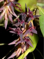 Bulbophyllum tremulum