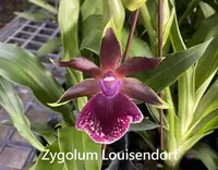 Zglm. Louisendorf 'M' (OM102) ( - - Zygopetalinae subtribe ) Zglm.=Zygolum