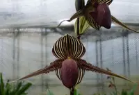 Paphiopedilum rothschildianum x sib (‘Giant Wings’ GM/WOC x ‘X Hot’ SMM/JOGA )