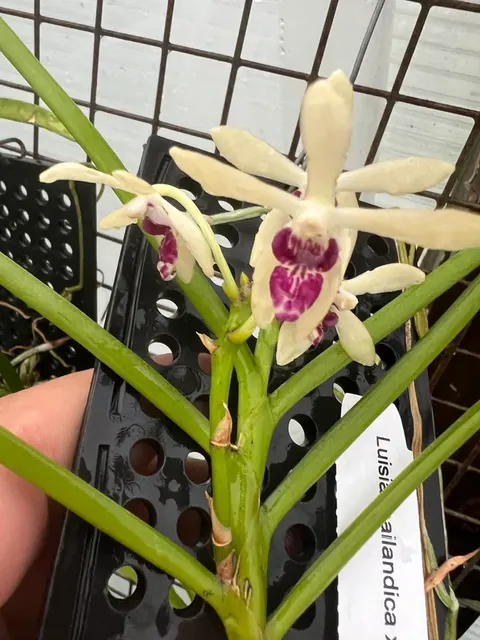 Luisia thailandica x